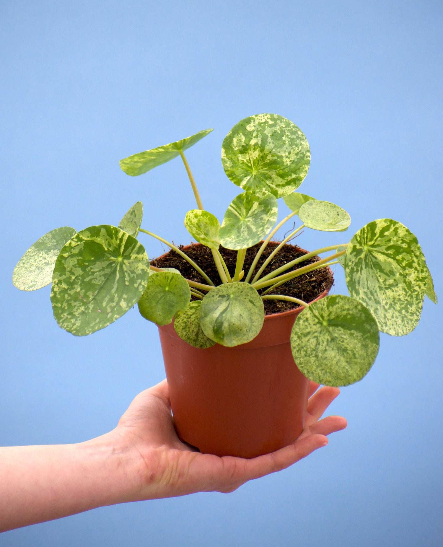 pilea variegata
