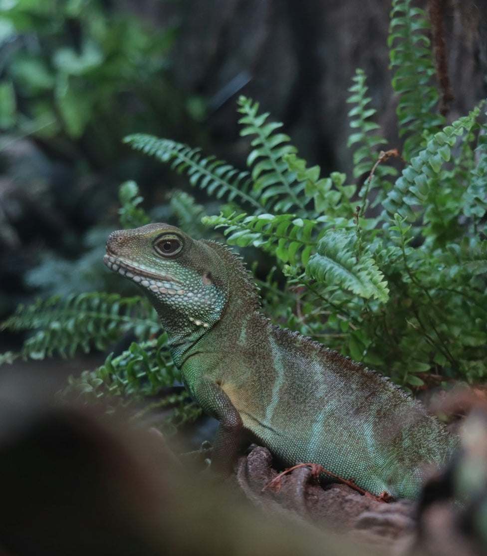 terrarieväxter online