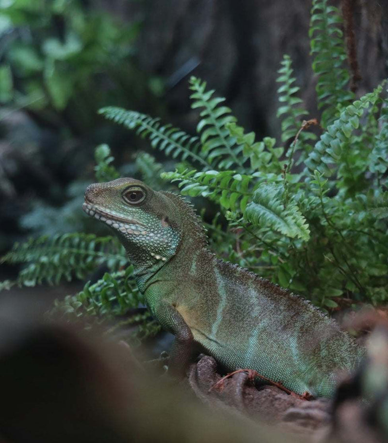 terrarieväxter online