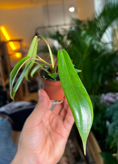 Philodendron joepii