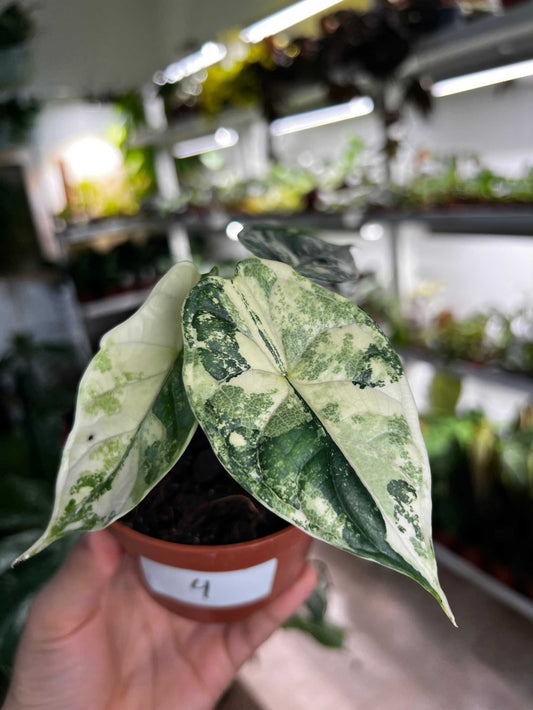 Alocasia dragon scale albo variegata