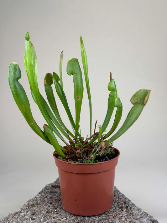 Sarracenia 'vogel'