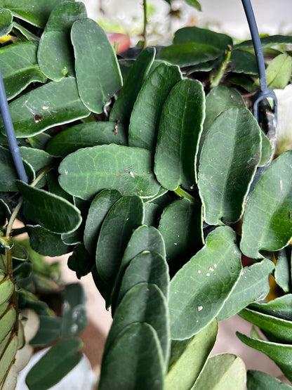 Marcgravia umbellata