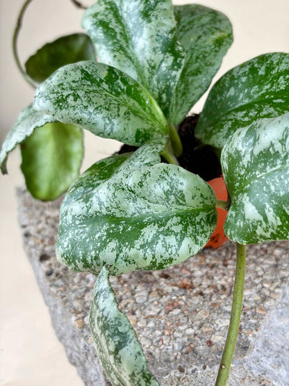 Hoya waymaniae 'kapuas'