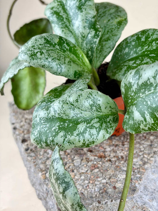 Hoya waymaniae 'kapuas'