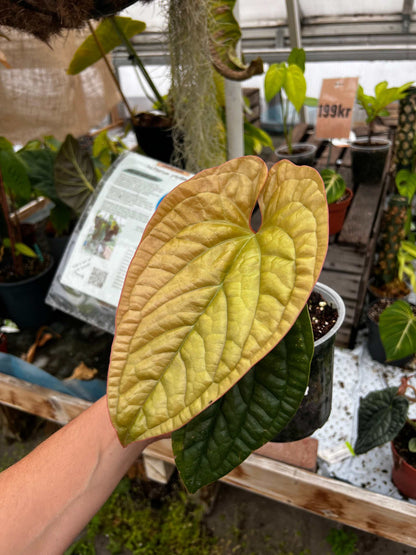 Anthurium luxurians x radicans