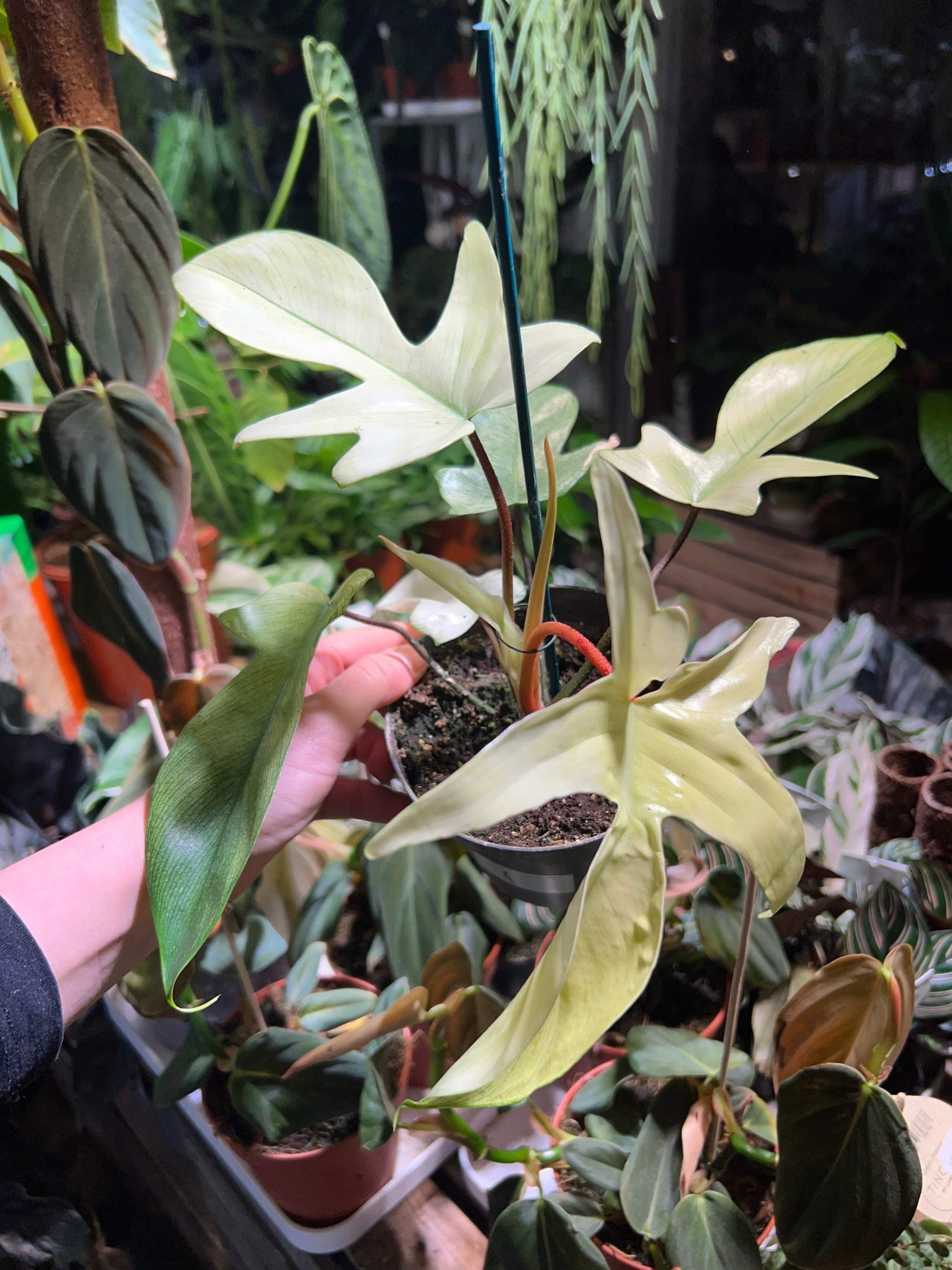 Philodendron 'Florida Ghost' choose your plant