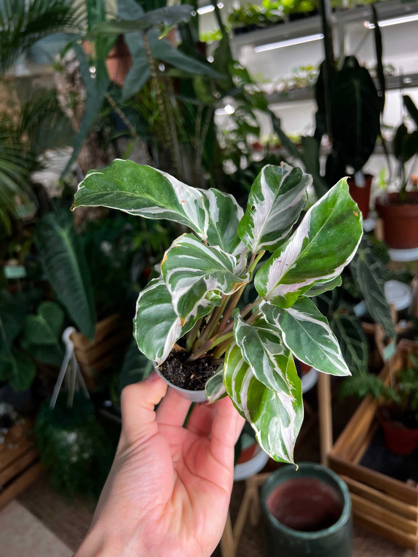 Calathea 'White Fusion'