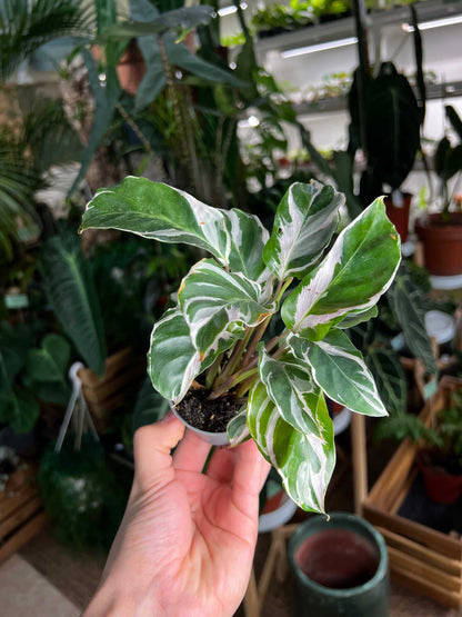 Calathea 'White Fusion'