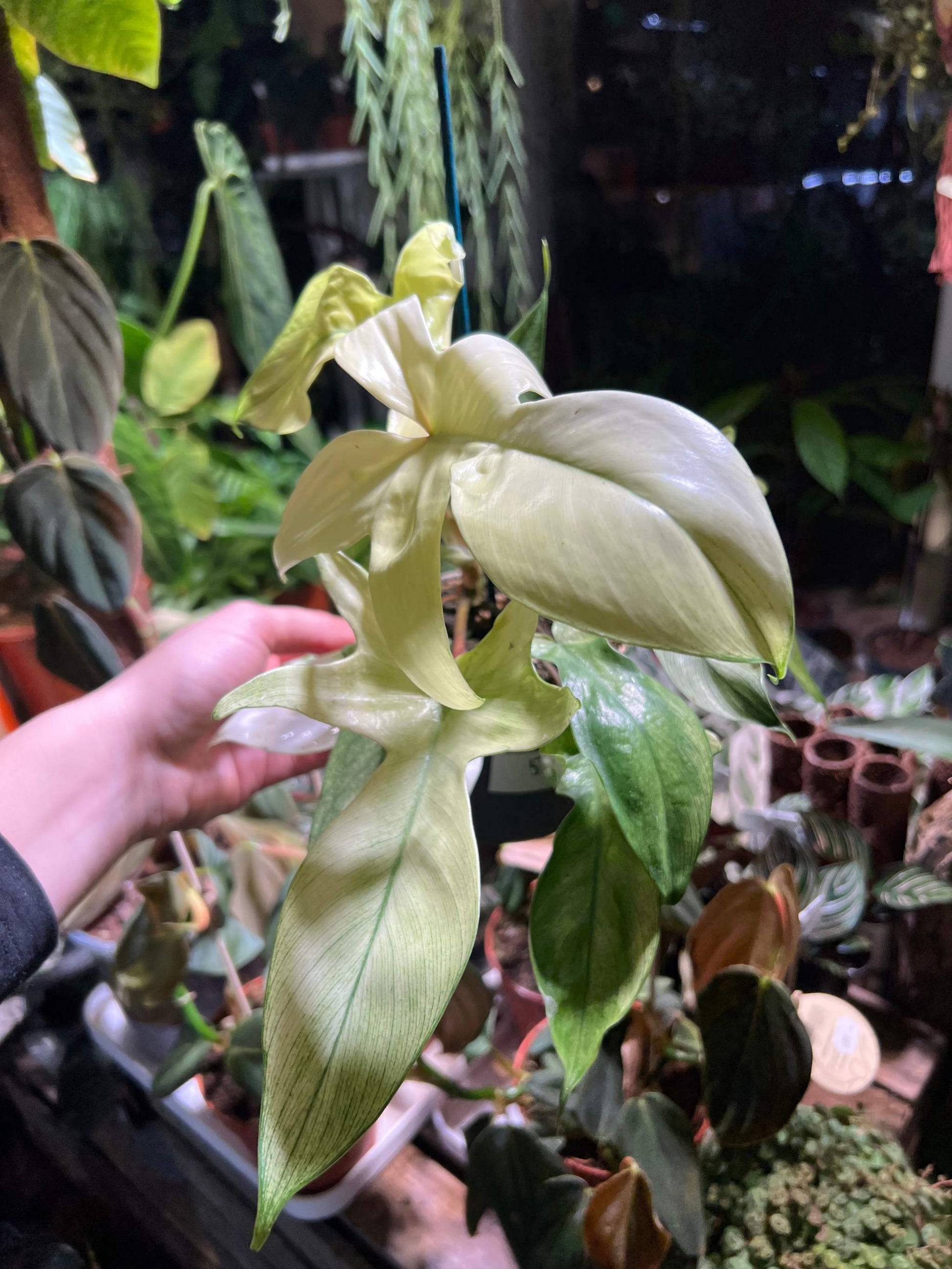 Philodendron 'Florida Ghost' choose your plant