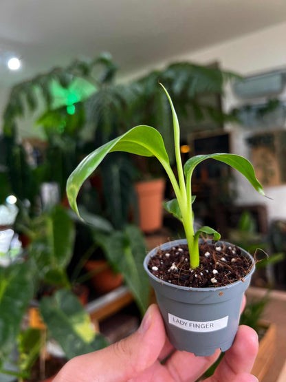 Bananplanta 'Lady Finger/Sockerbanan'| Ätbar