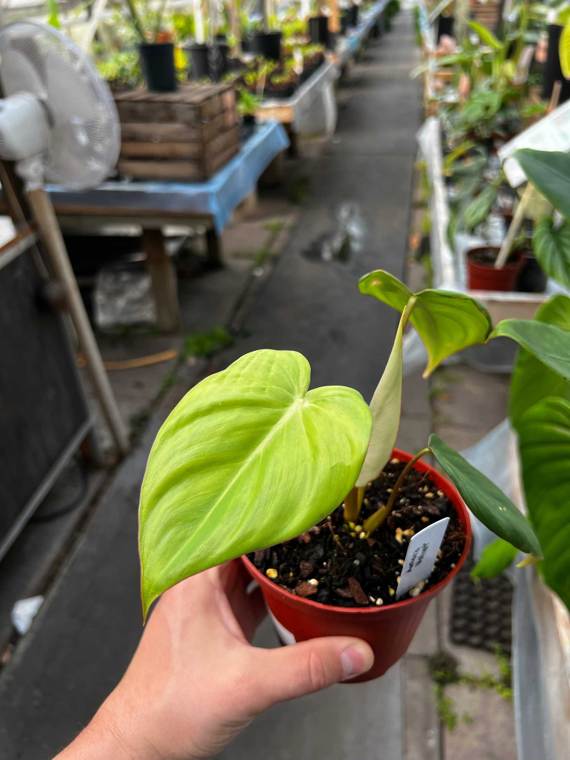 pasta plant philodendron Philodendron Pastazanum | Buy Green Plants Online