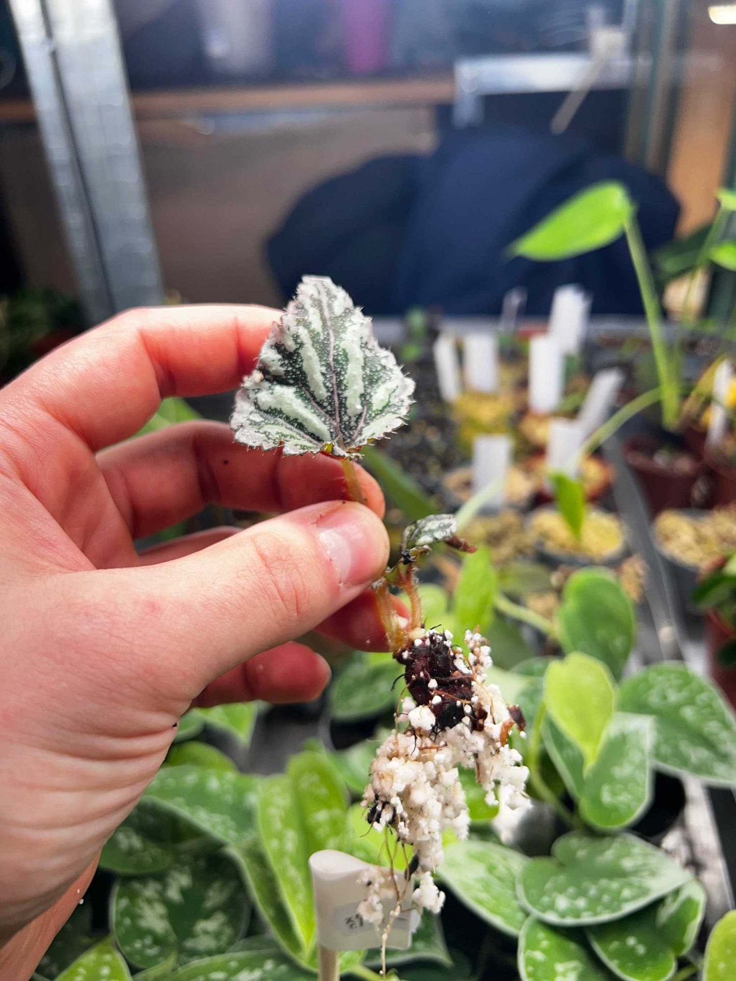 Begonia rex 'Dew drop'