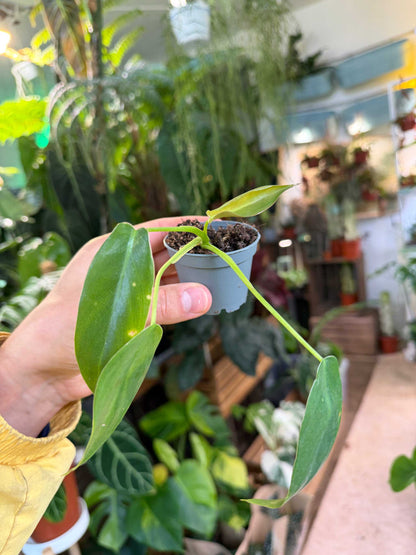 Philodendron spiritus-sancti