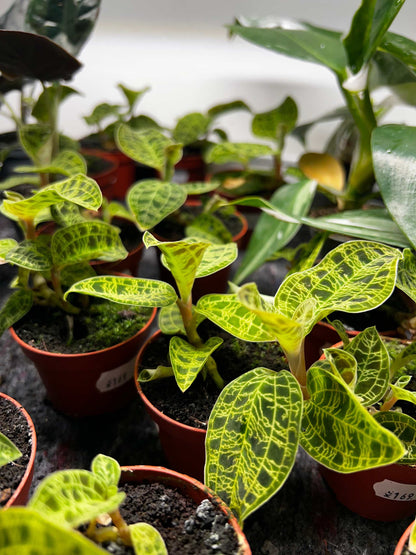 Macodes petola 'juvelorkidé'