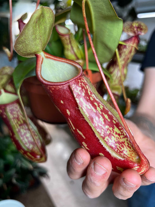 Nepenthes × Gaya 'Kannranka'