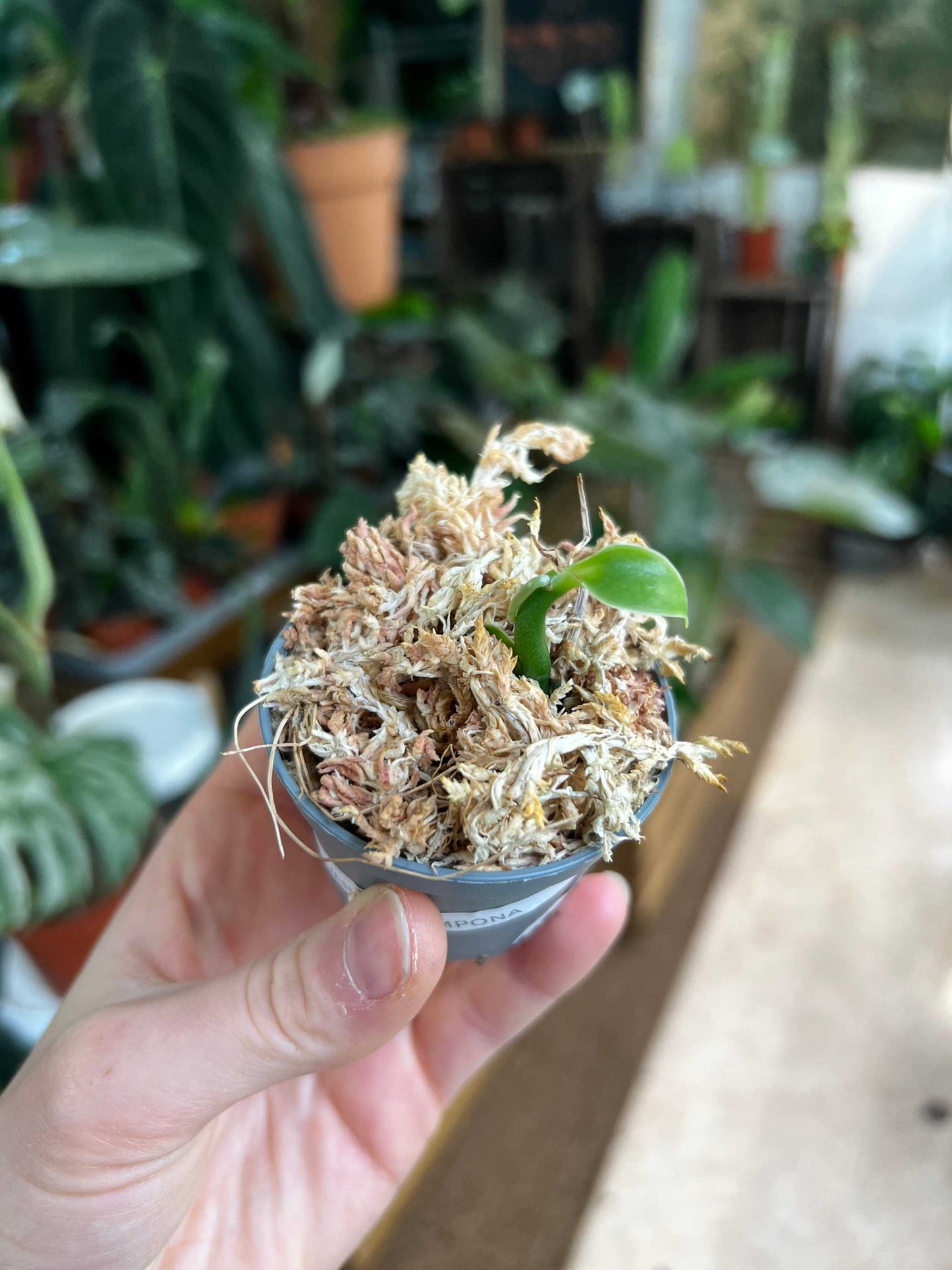 Vanilla pompona | Westindische Vanille