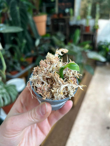 Vanilla pompona | Westindische Vanille