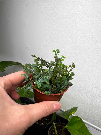 Selaginella uncinata 'Blå mossa'