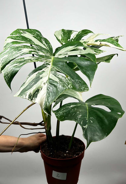 Monstera albo variegata