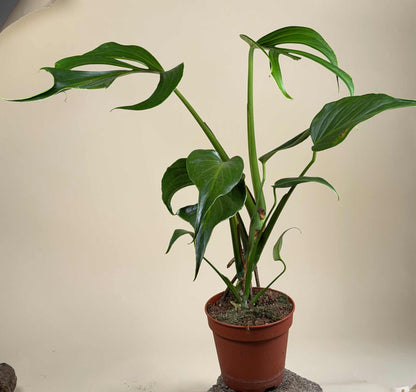 Monstera Burle Marx Flame