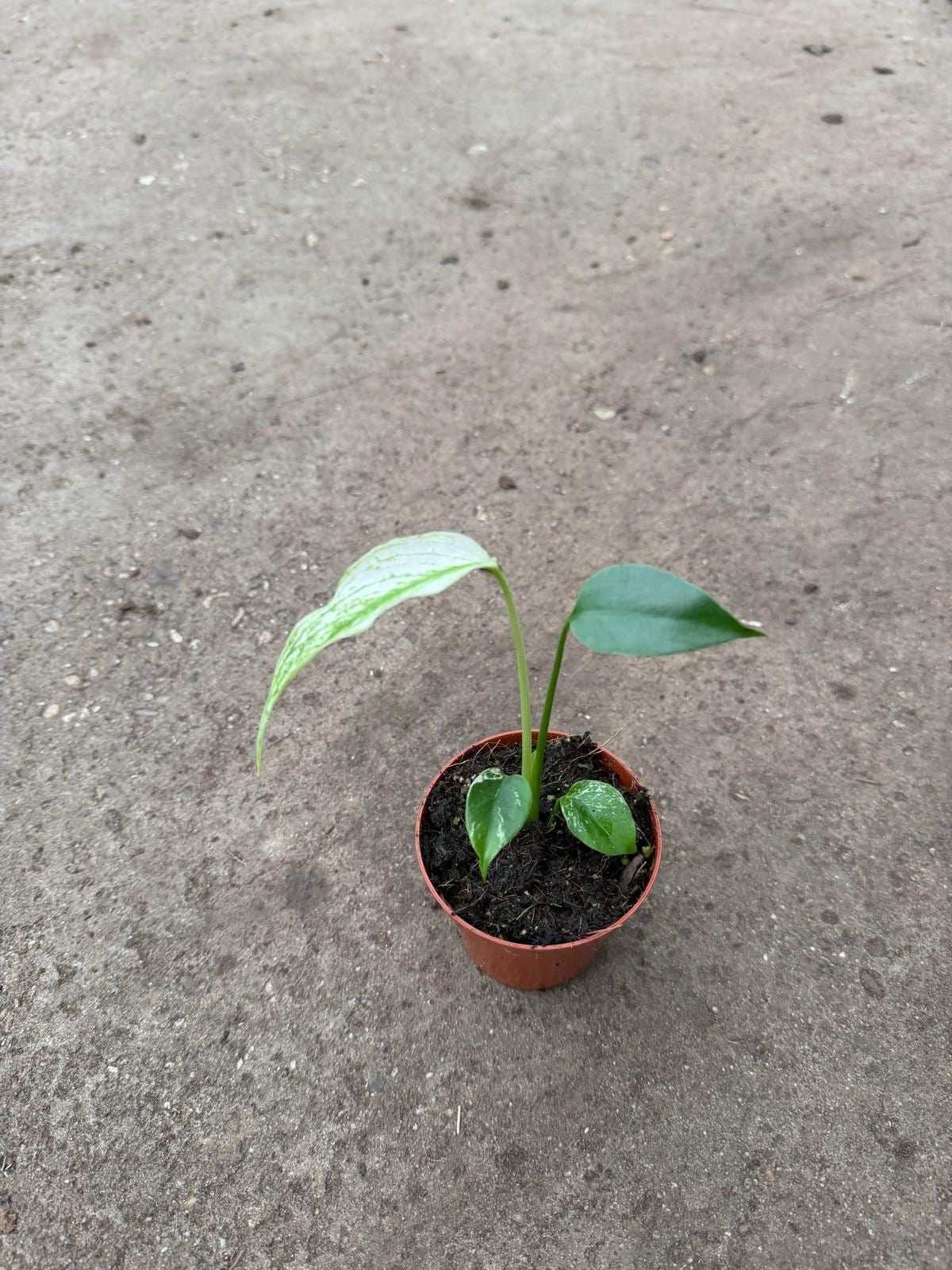 Monstera ‘Devil Monster’