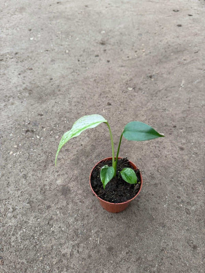 Monstera ‘Devil Monster’