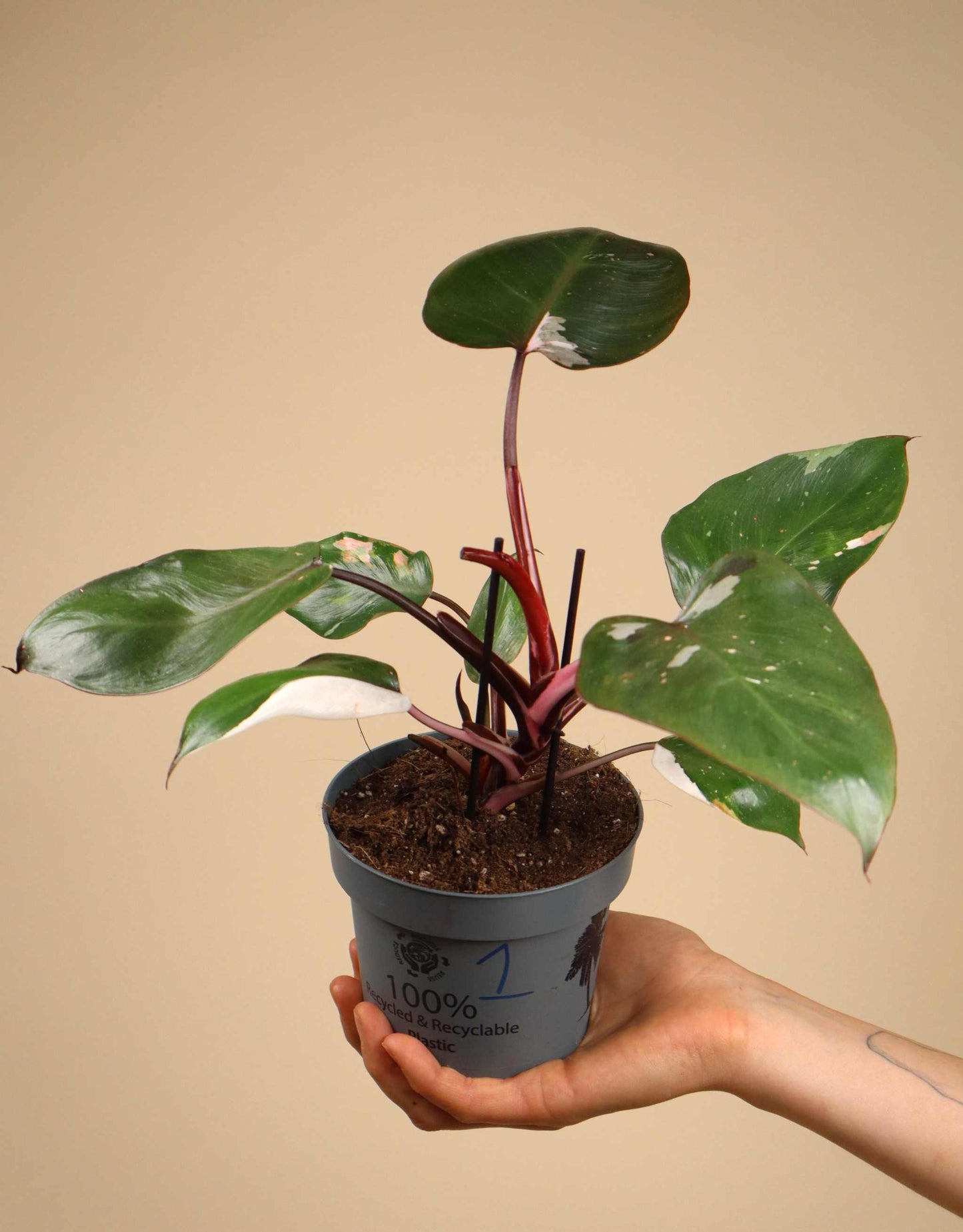 Philodendron Red Anderson