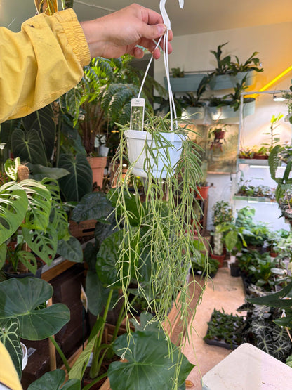 Hoya linearis