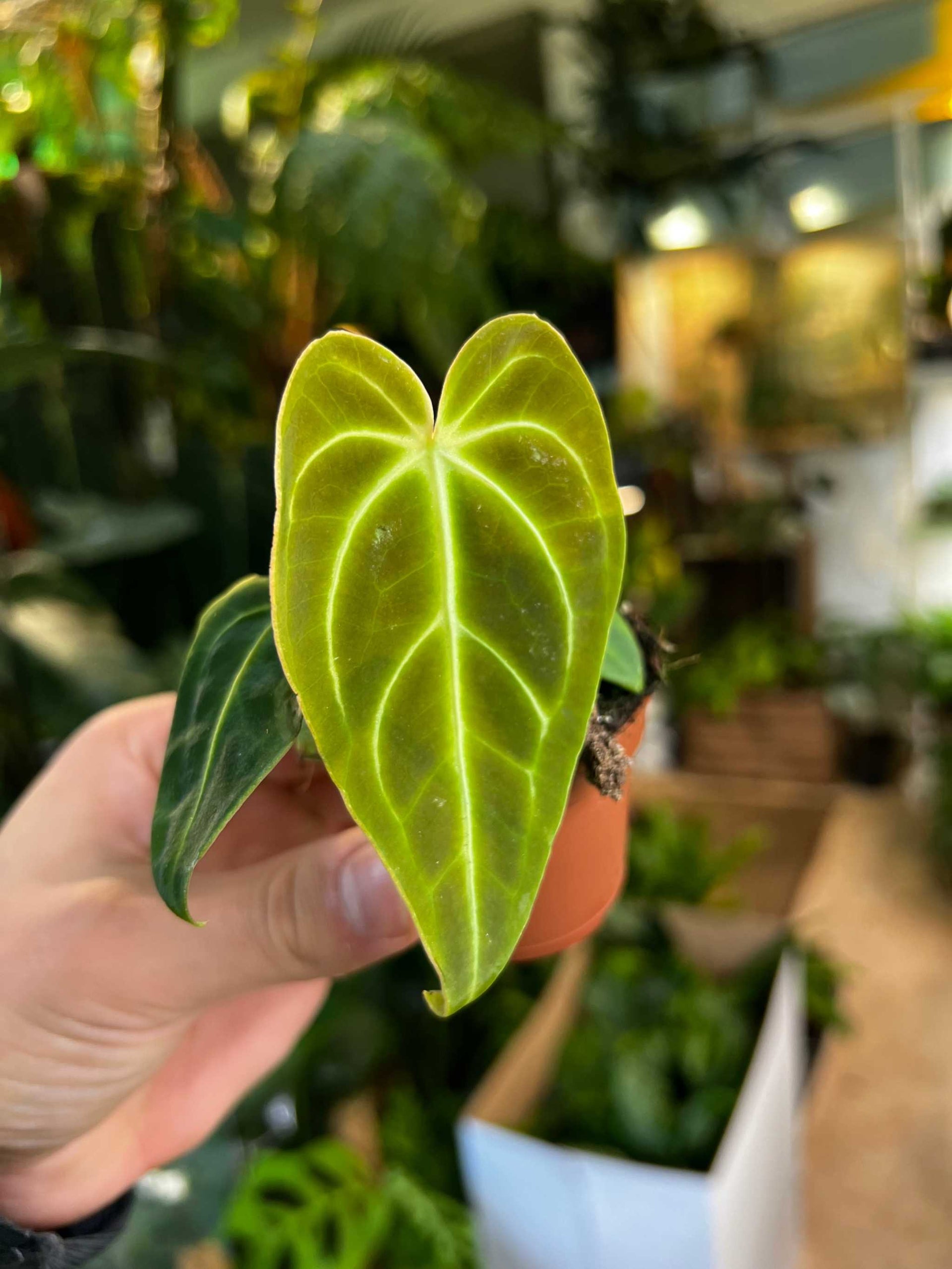 Anthurium regale | Kaufen Sie ungewöhnliche Anthurium-Sorten online