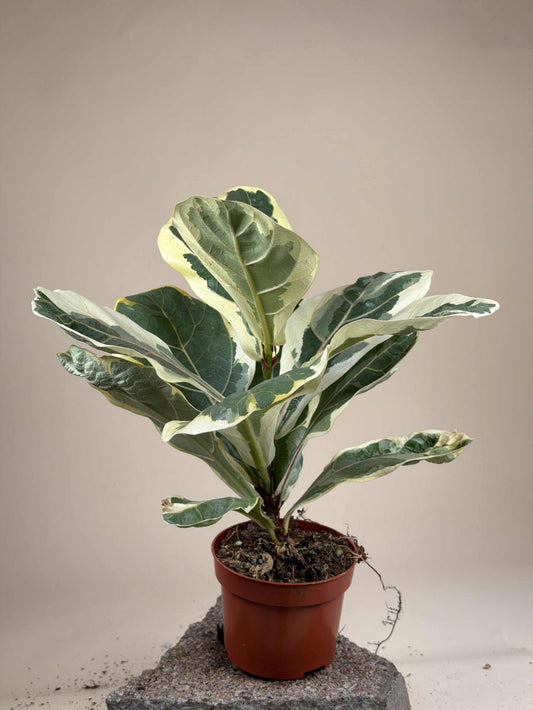 Ficus Lyrata Variegata | Variegerad Fiolfikus
