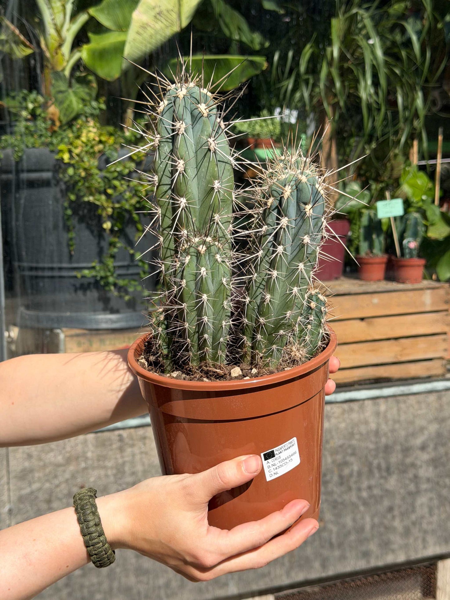 Cactus mix 17cm kruka