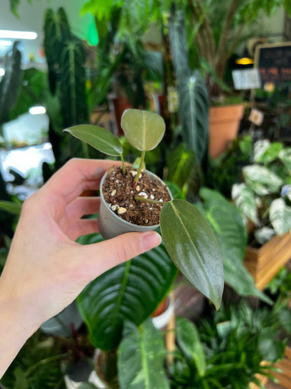 Philodendron 'Summer Glory'