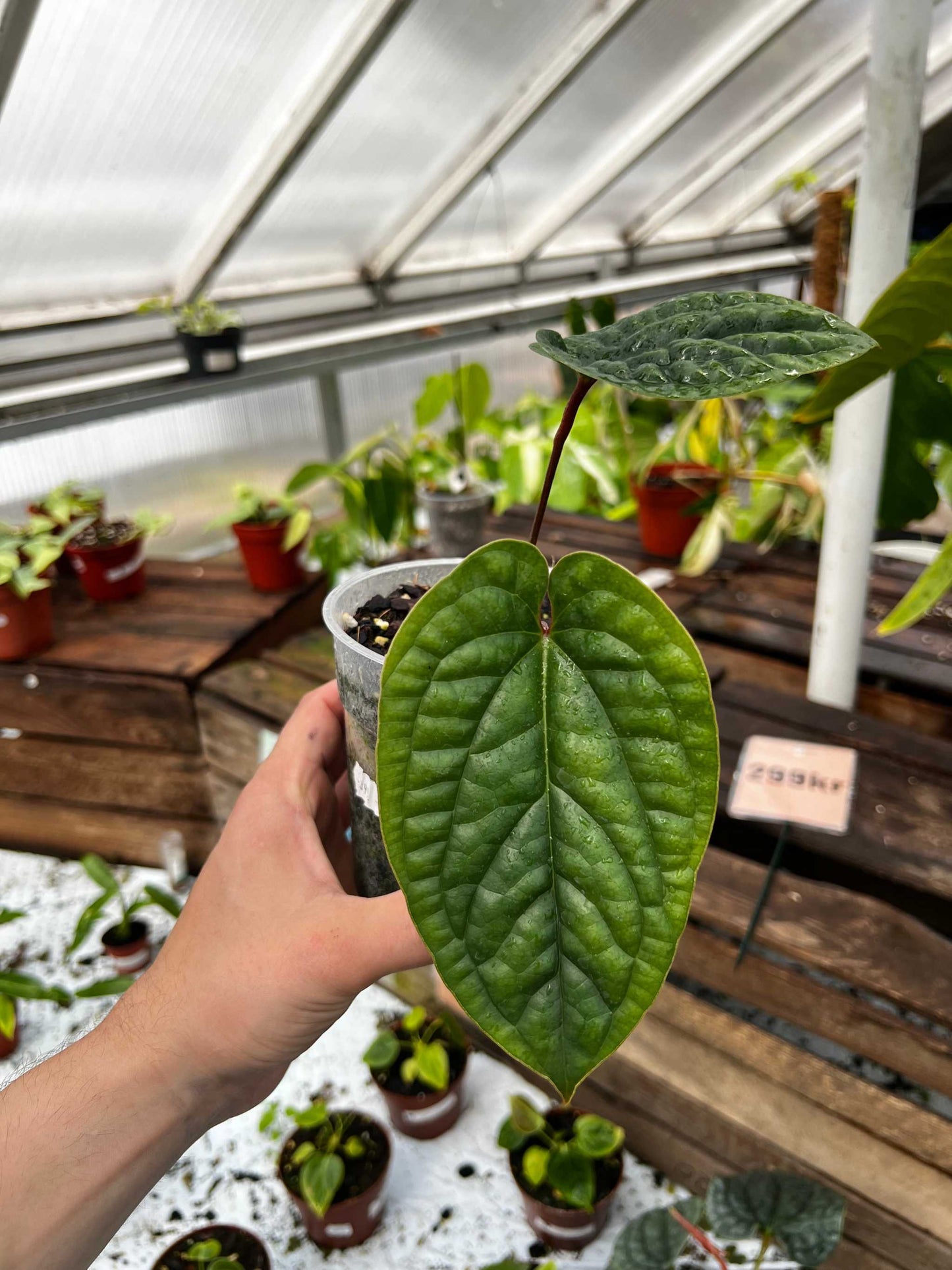 Anthurium luxurians x radicans