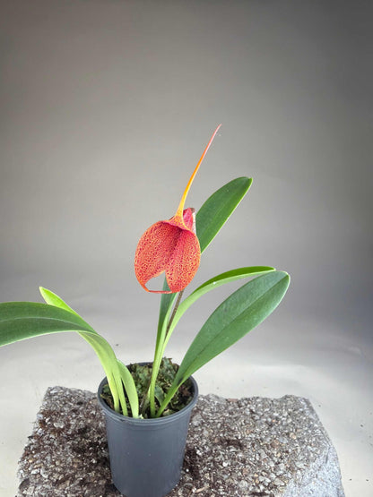 Masdevallia orkidéer