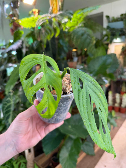 Monstera xanthospatha