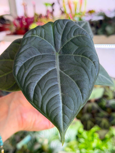 Alocasia 'Maharani'