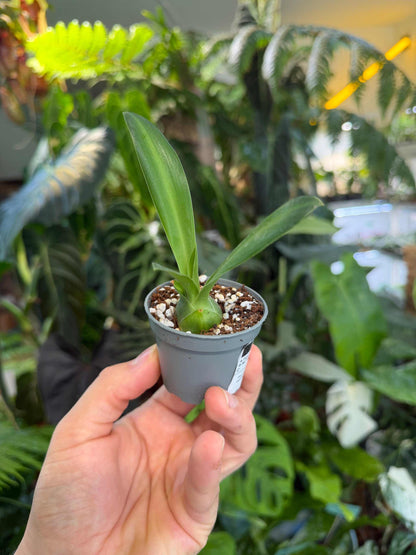 Furcraea foetida | Mauritius-hampa