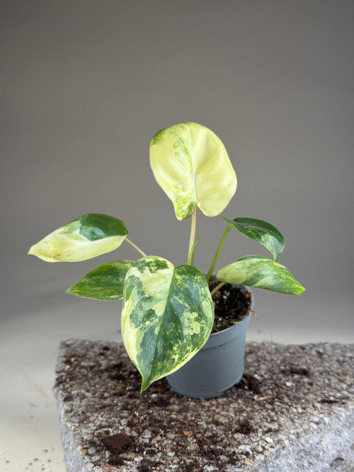 Philodendron 'Burle Marx Variegata'