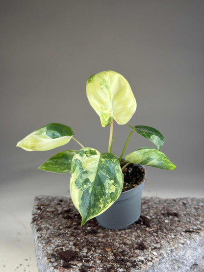 Philodendron 'Burle Marx Variegata'