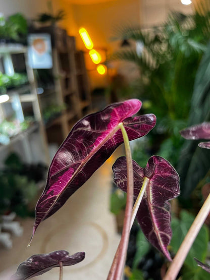 Alocasia bambino pink variegata