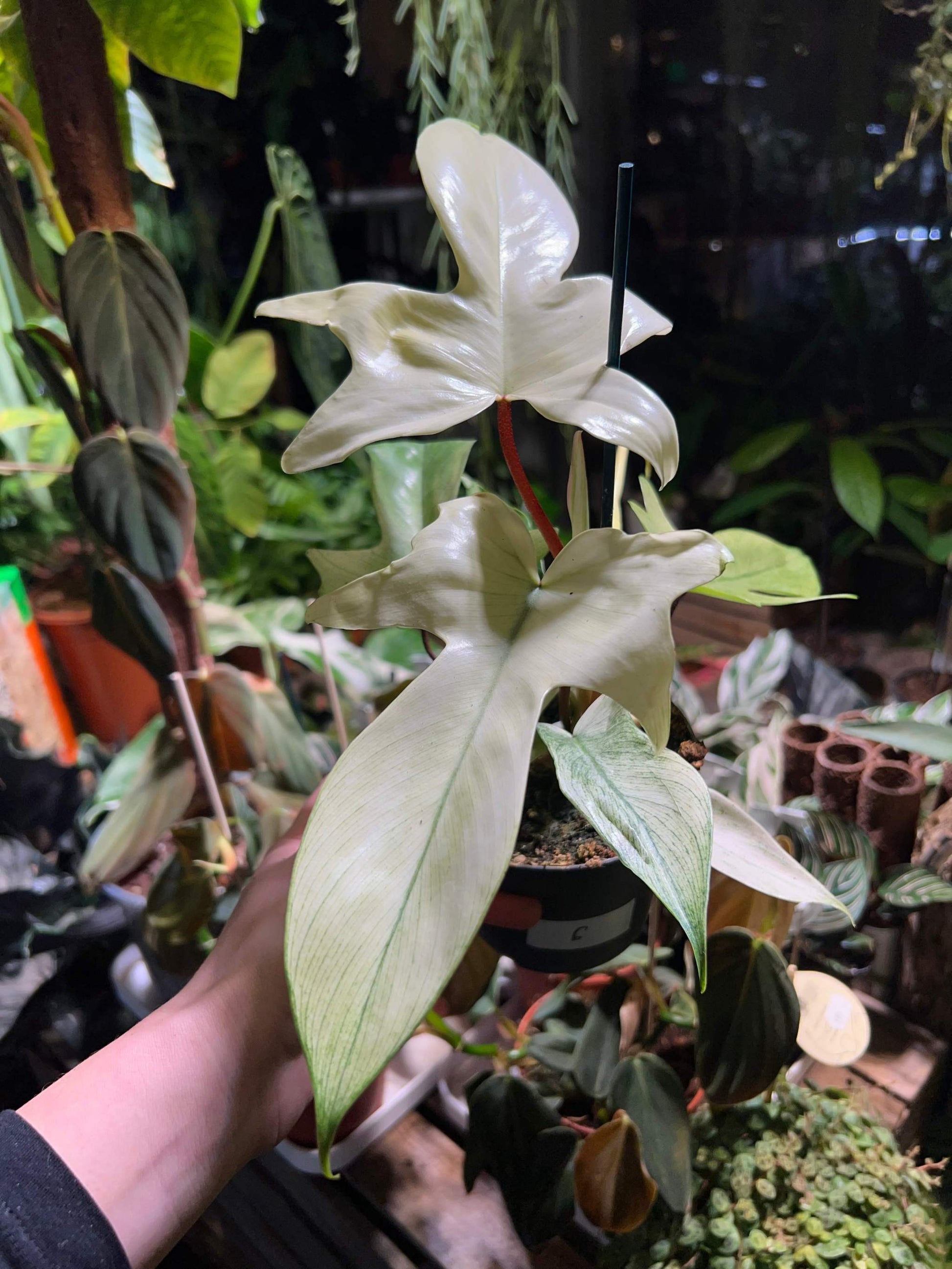 Philodendron 'Florida Ghost' choose your plant