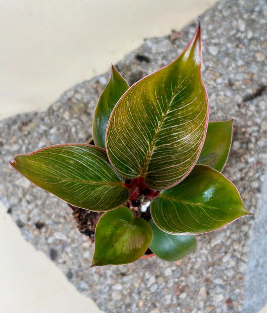 Philodendron Pink Bikini