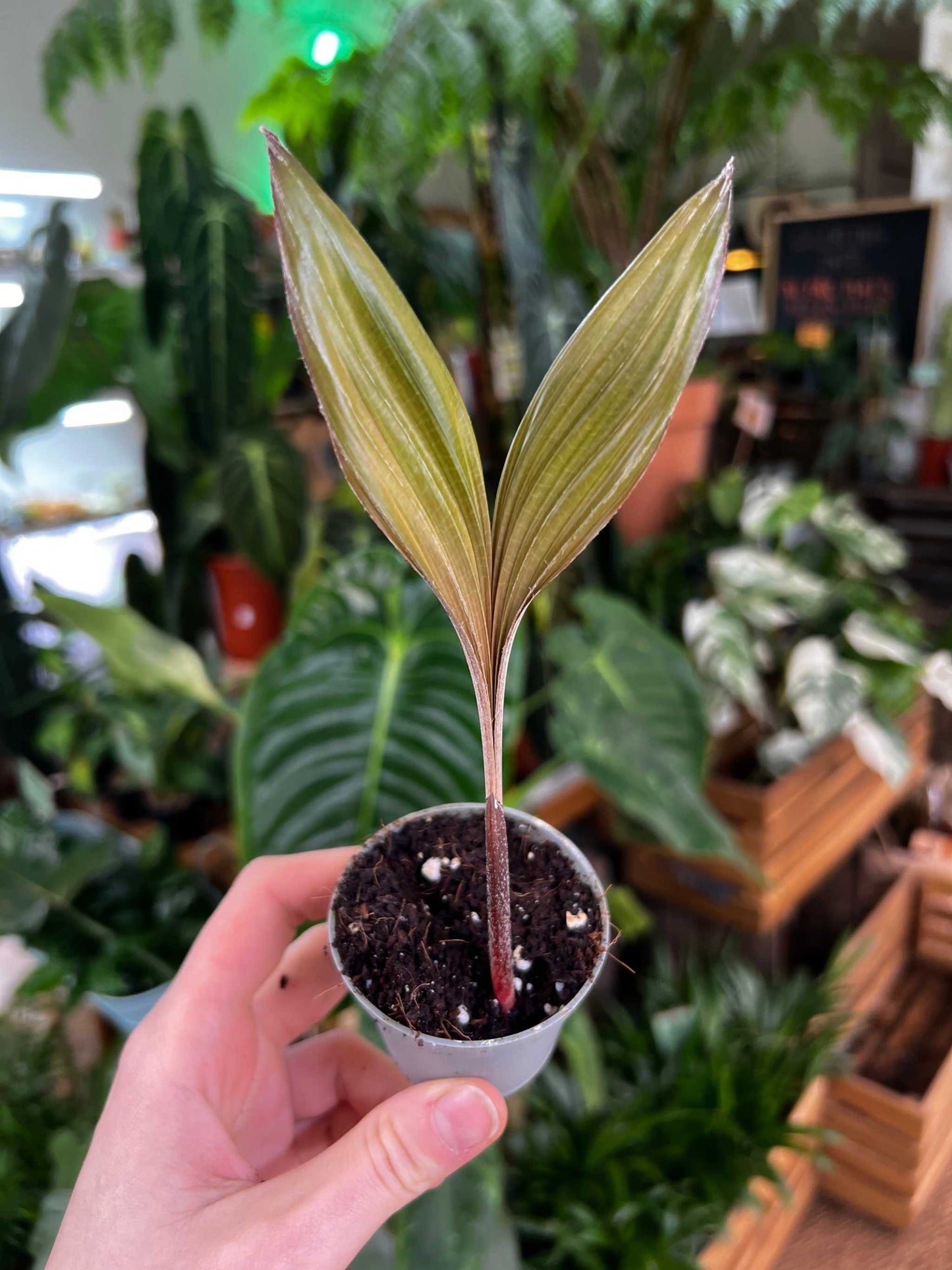 Salak 'Salacca edulis' essbar