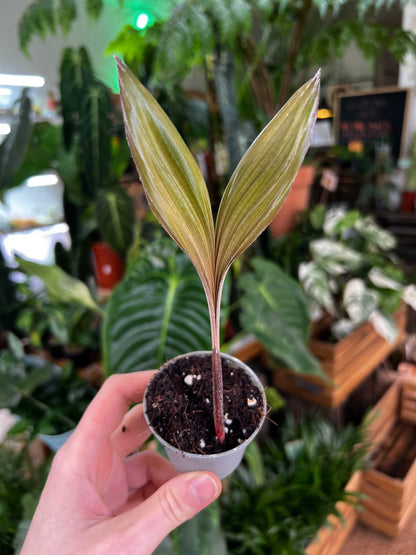 Salak 'Salacca edulis' essbar