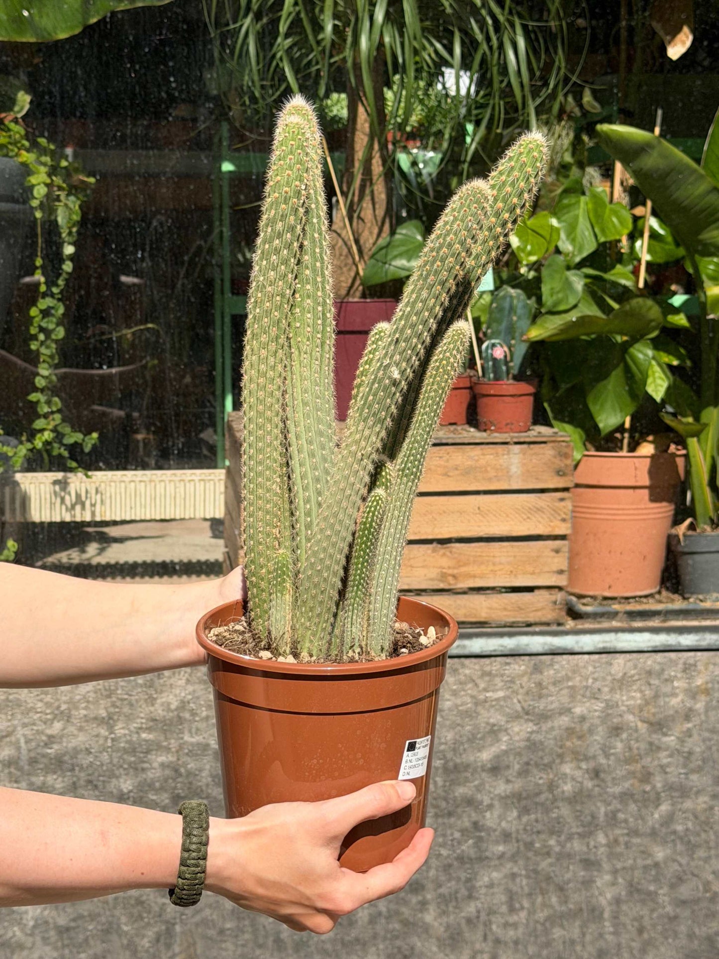 Cactus mix 17cm kruka