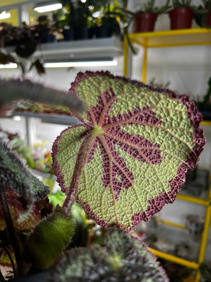 Begonia masoniana (Iron Cross Begonia)