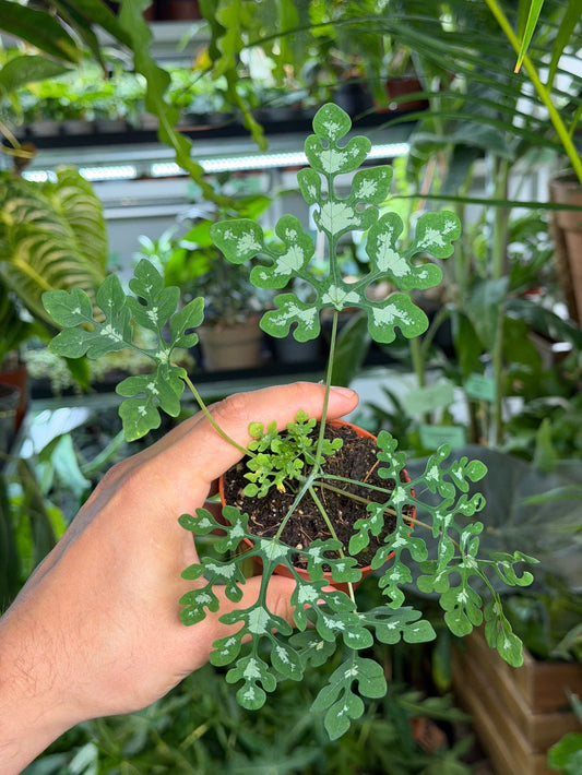 Adenia perrieri