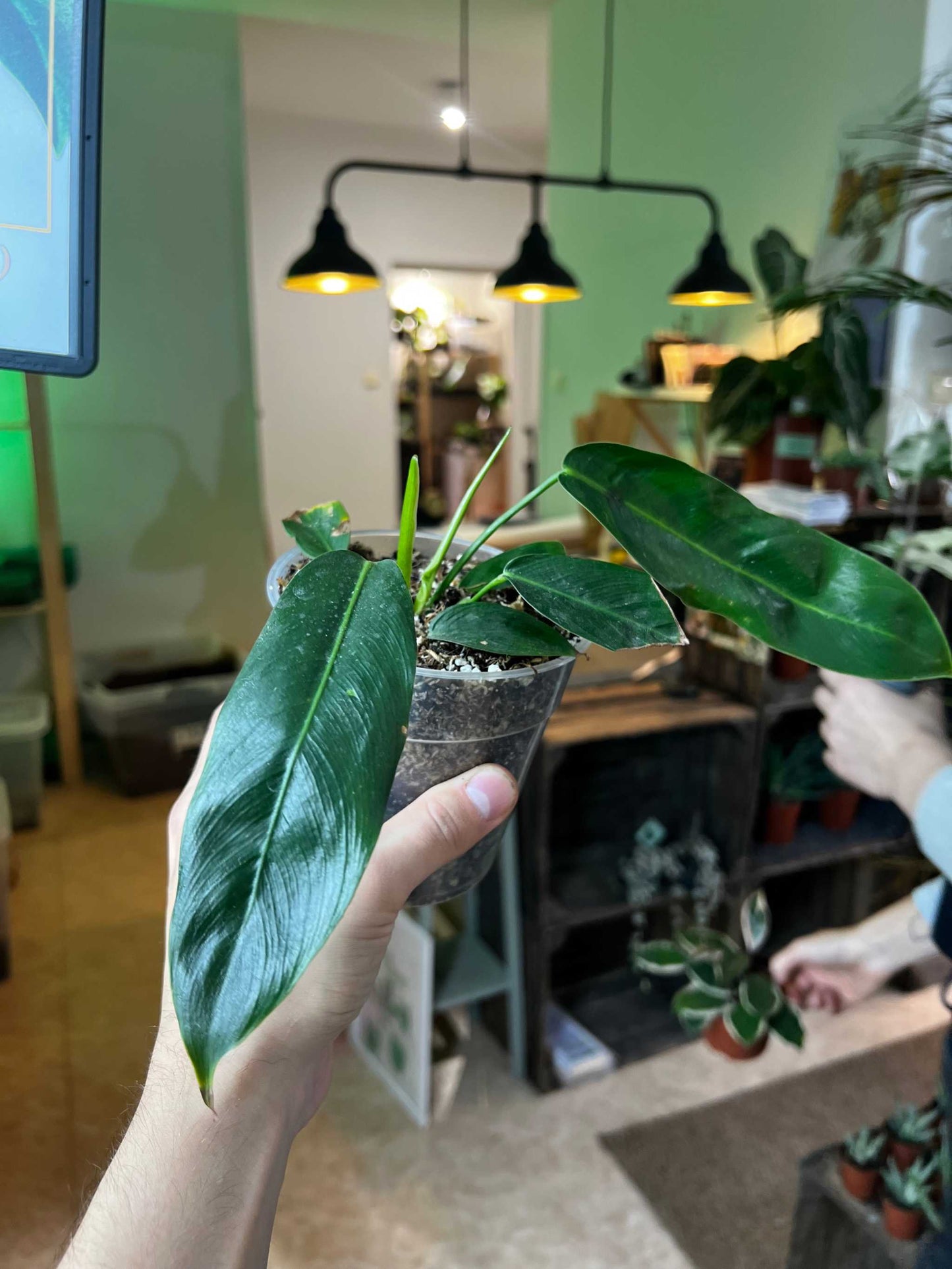 Philodendron patriciae