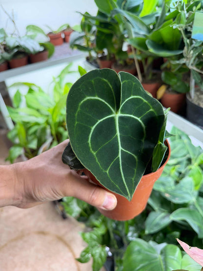Anthurium clarinervium
